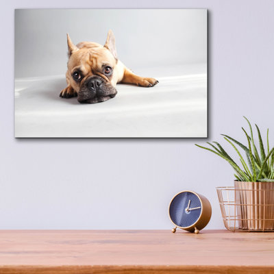 " Sad Frenchie " by Susan Sabo