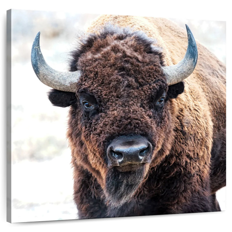 Brampt American Bison - A National Treasure, 16" H x 16" W