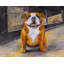 Napperons sourire tressé en bouledogue | Ensemble de 4 décorations