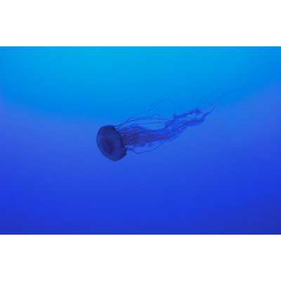 La Meduse Print