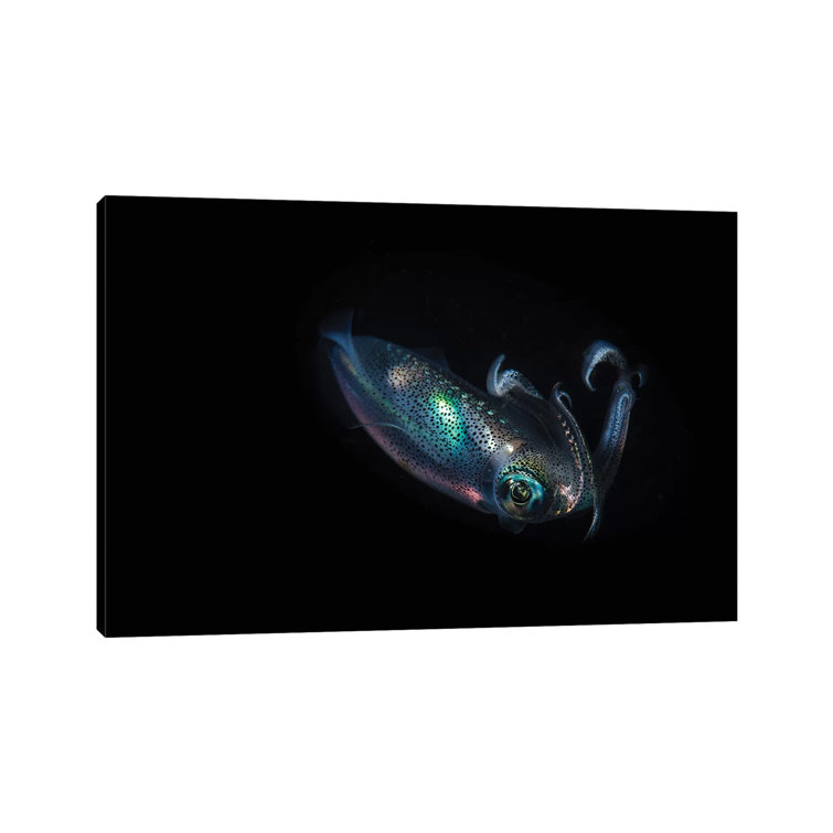 A Reef Squid Hovers Above The Sandy Bottom Of The Ocean II by Brook Peterson - Wrapped Canvas Print