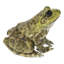 Grenouille américaine