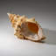 Genuine Murex Shell (1.7 Lbs)