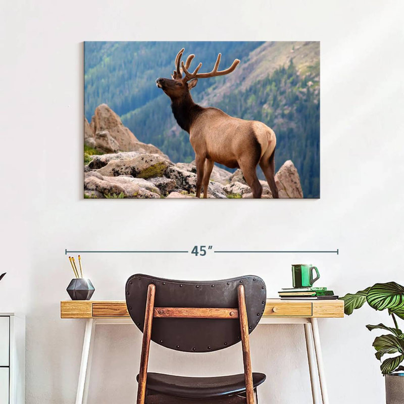 Brampt Young Stag Elk, 26" H x 39" W