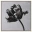 Tidal Wilt I Floral & Botanical Canvas Print by Oliver Gal, Black Frame, 12 x 12-336596241-336596332