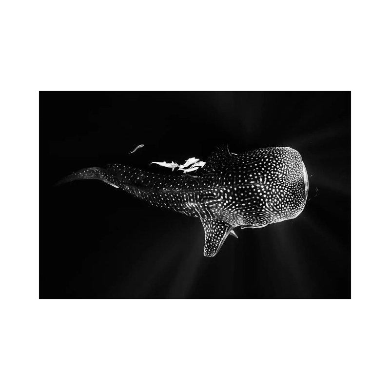 Black And Whale Shark by Barathieu Gabriel - Wrapped Canvas Print, 20.32 cm H x 30.48 cm W