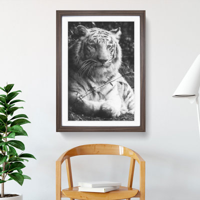 Tiger Vol.3 - Picture Frame Graphic Art