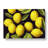 Selection Of Lemon Fruit Vol.2 - Wrapped Canvas Print-1875138244