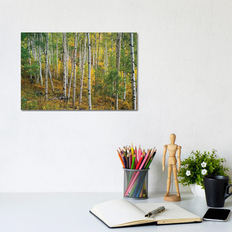Quaking Aspen Forest, Colorado I by Tim Fitzharris - Wrapped Canvas Print, 20.32 cm H x 30.48 cm W