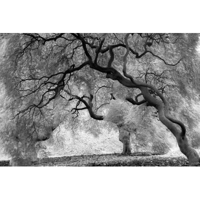 Dreamy Trees - Wrapped Canvas Print