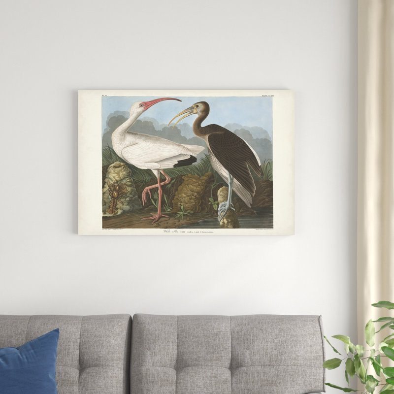 Pl 222, ibis blanc, H 24 po x l 36 po, Noir/brun/blanc