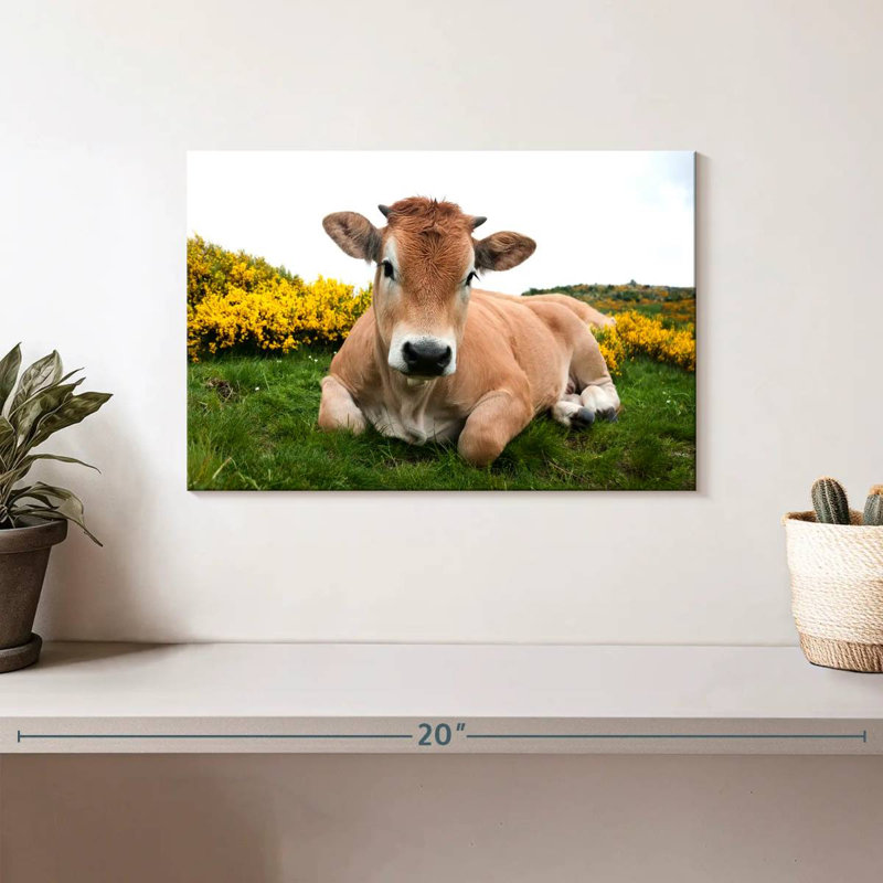 Adorable Aubrac Cow, 8" H x 12" W