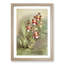 Magnolia Flowers Illustration Tab. 49 by Frederick Sander - Picture Frame Painting Print-55759020-55759022