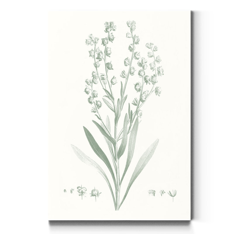«Botanical Study in Sage I», reproduction d'art sur toile tendue, H 27 po x l 18 po x P 1 po