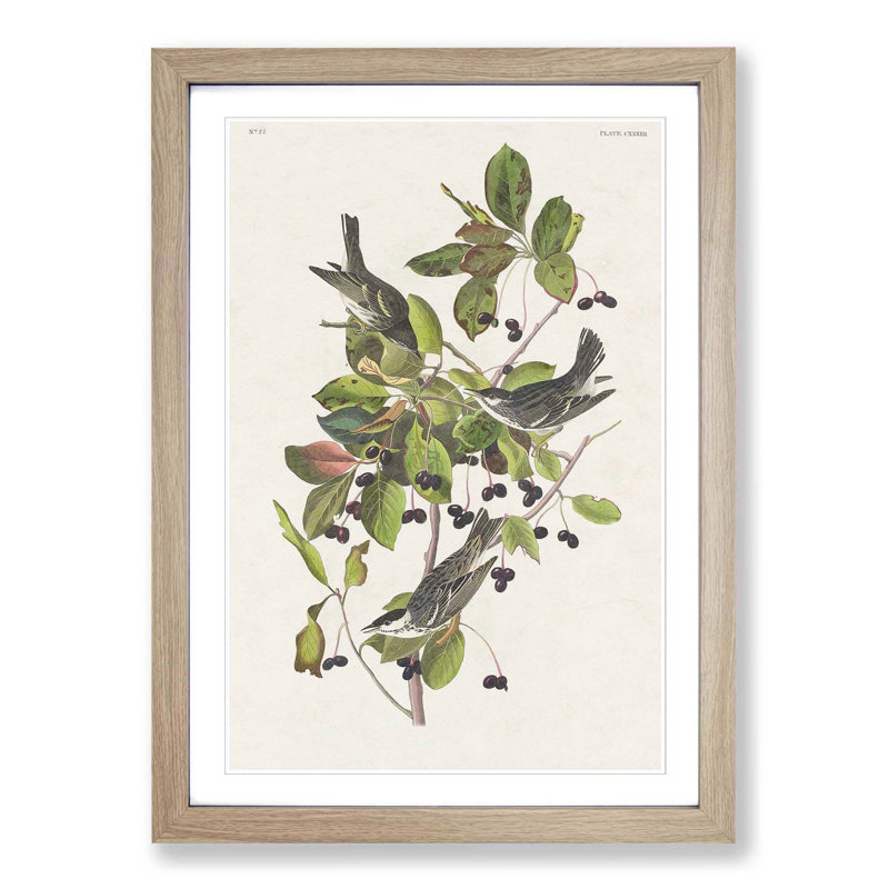 Black-Poll Warbler Birds by John James Audubon - Picture Frame Art Print, Oak Framed, 65cm H x 48cm W x 2cm D