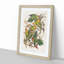 Carolina Parrots by John Audubon - Picture Frame Painting Print-55513797-55513796