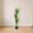 Yucca Tree with Lush Green Leaves