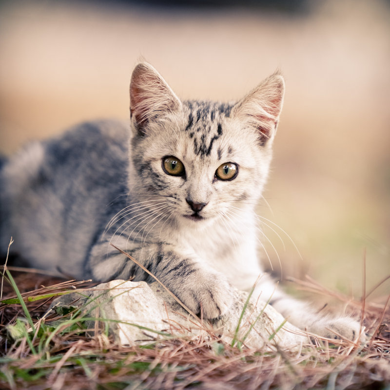 Gray Kitten by Mauro_grigollo - No Frame Art Prints on Canvas, 76cm H x 76cm W