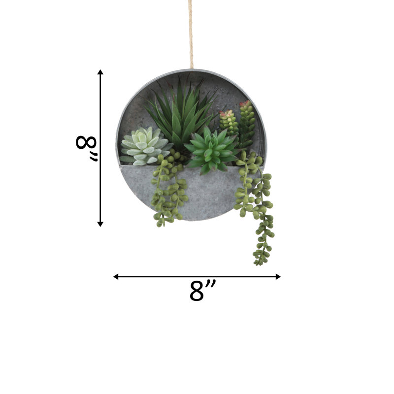 Olvera 8 " H Faux Succulent