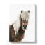Icelandic Horse - Wrapped Canvas-55359551