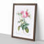 Pink Cabbage Roses in Bloom by Pierre-Joseph Redoute - Picture Frame Painting Print on MDF-55583488-55583489