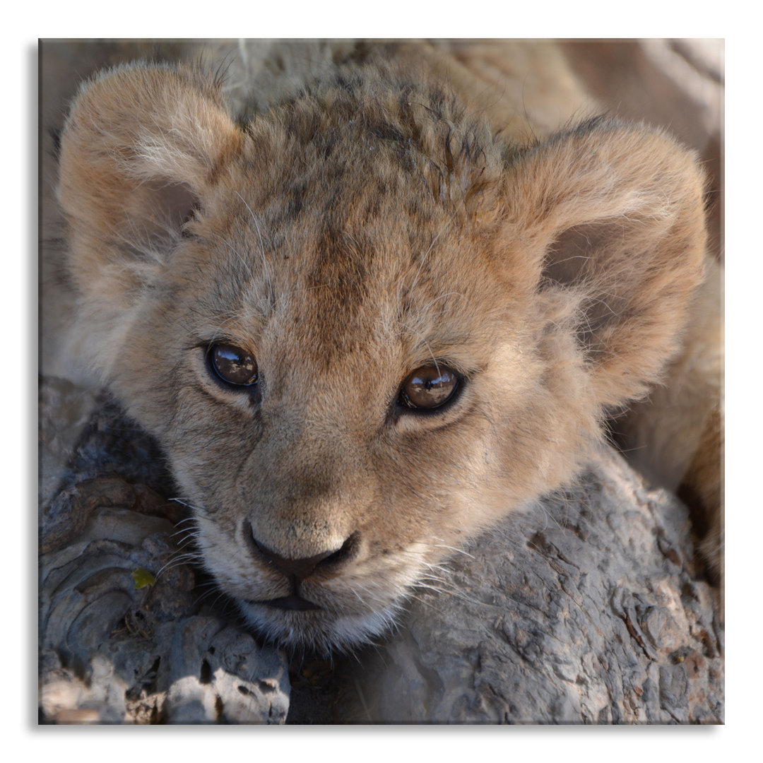 Ungerahmtes Foto auf Glas "Sweet Lion Cub"