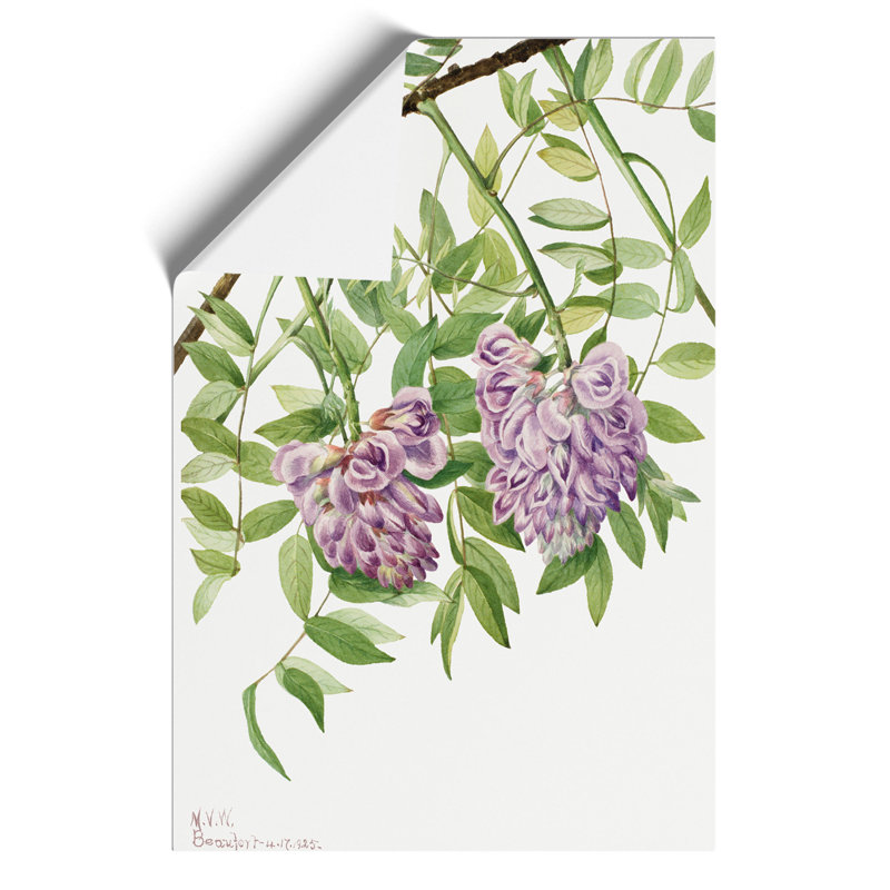 American Wisteria - No Frame Print, 30cm H x 21cm W x 0.1cm D