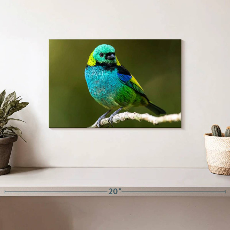 Brampt Green Headed Tanager, 8" H x 12" W