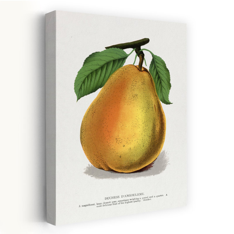 «Duchess D'angouleme Pear», art mural rétro rétro, 24" H x 16" W