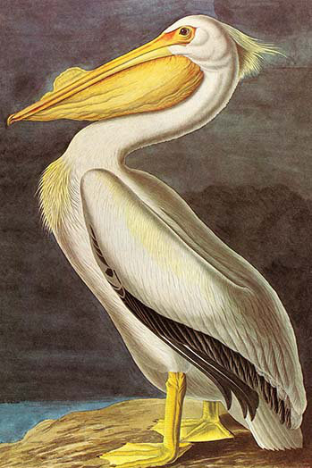 « white pelican »-audubon, impression, H 36 po x l 24 po x P 1,5 po