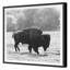 Bison Fall Print by Chris Dunker-525201712-525201713