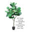 Figuier Ragland-886447018