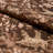 Hound Meadow Fabric-103897628