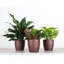 Plant in Pot-898924735