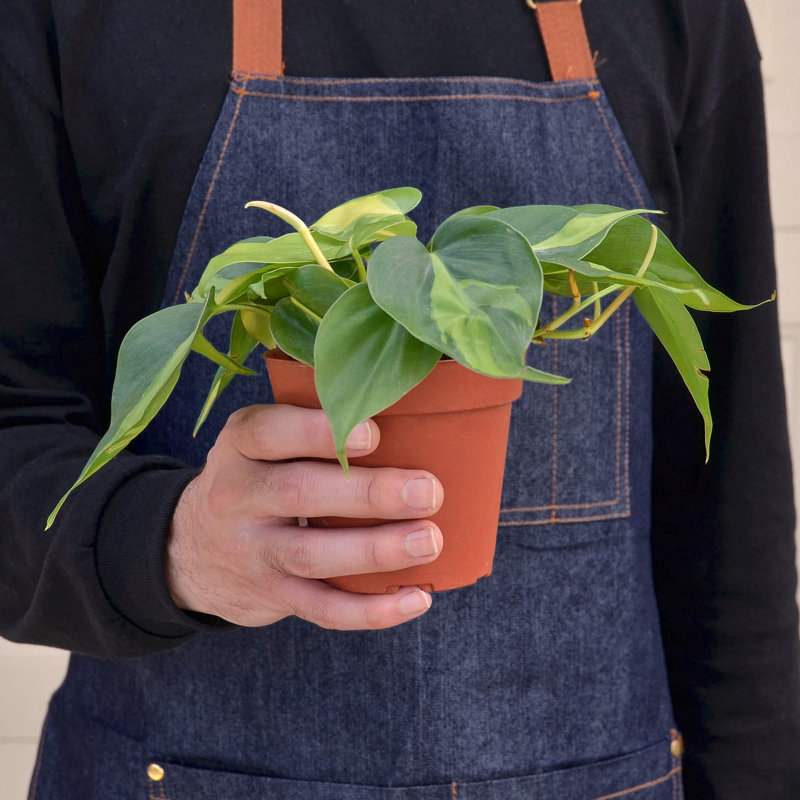 House Plant Shop Live Philodendron Plant