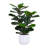 TREE FDDLE FIG POT 3FT