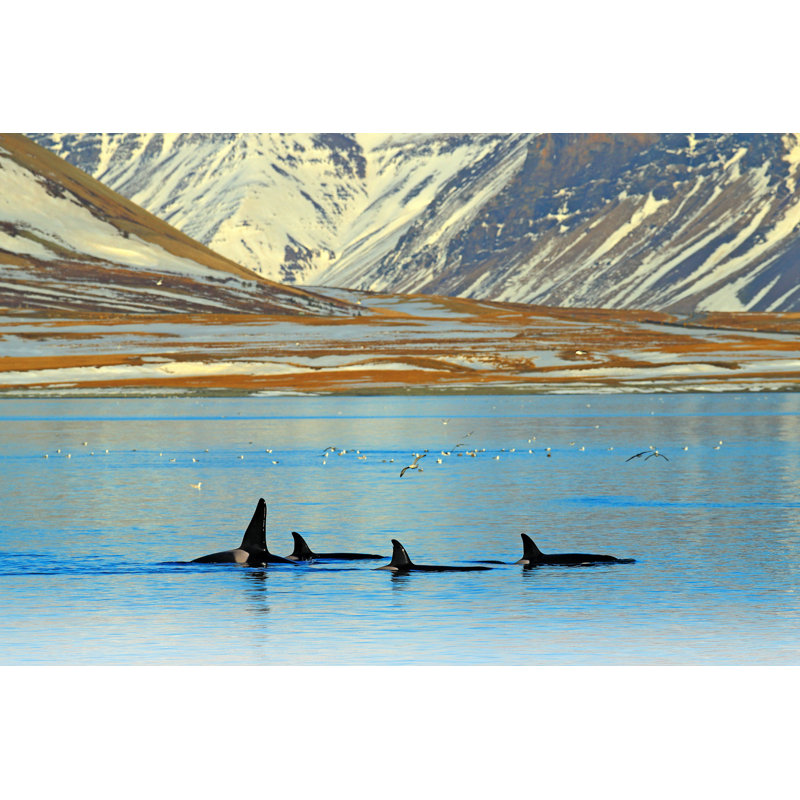 Askas Group Of Killer Whales - Wrapped Canvas Photograph, 32" H x 48" W  