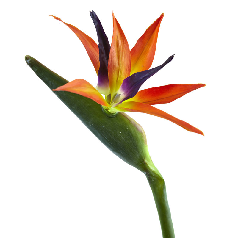 Bird Of Paradise Arrangement