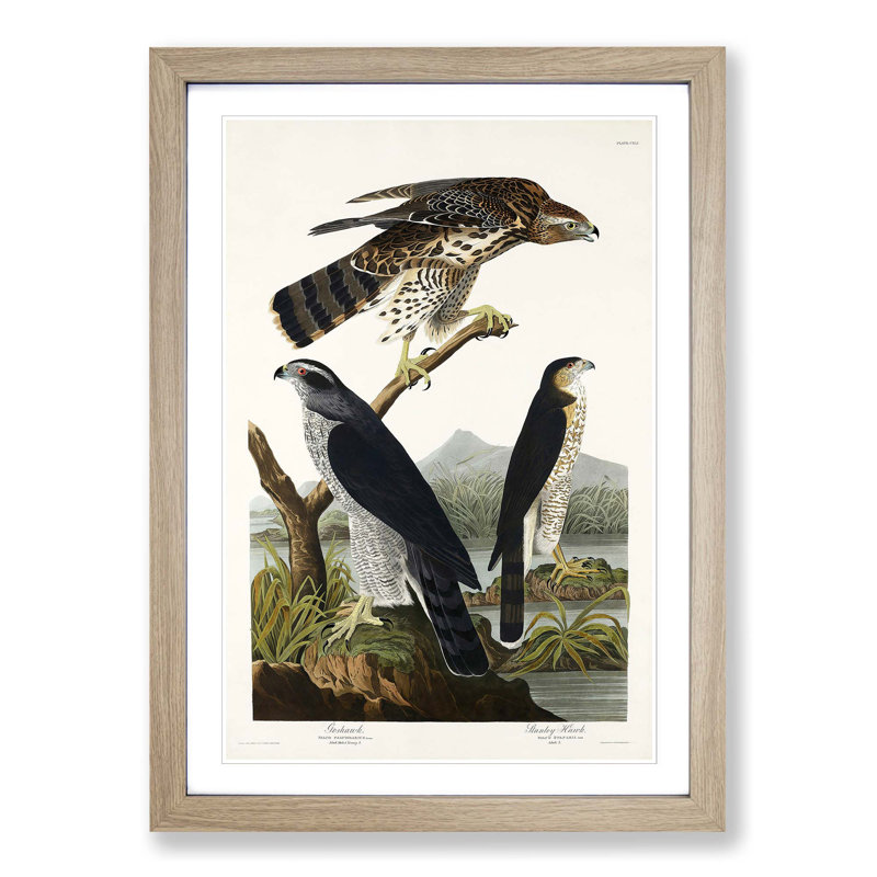 Goshawks & Stanley Hawk by John James Audubon - Picture Frame Painting Print, Oak Framed, 36cm H x 27cm W x 2cm D