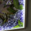 Colibri 12 po x 16 po