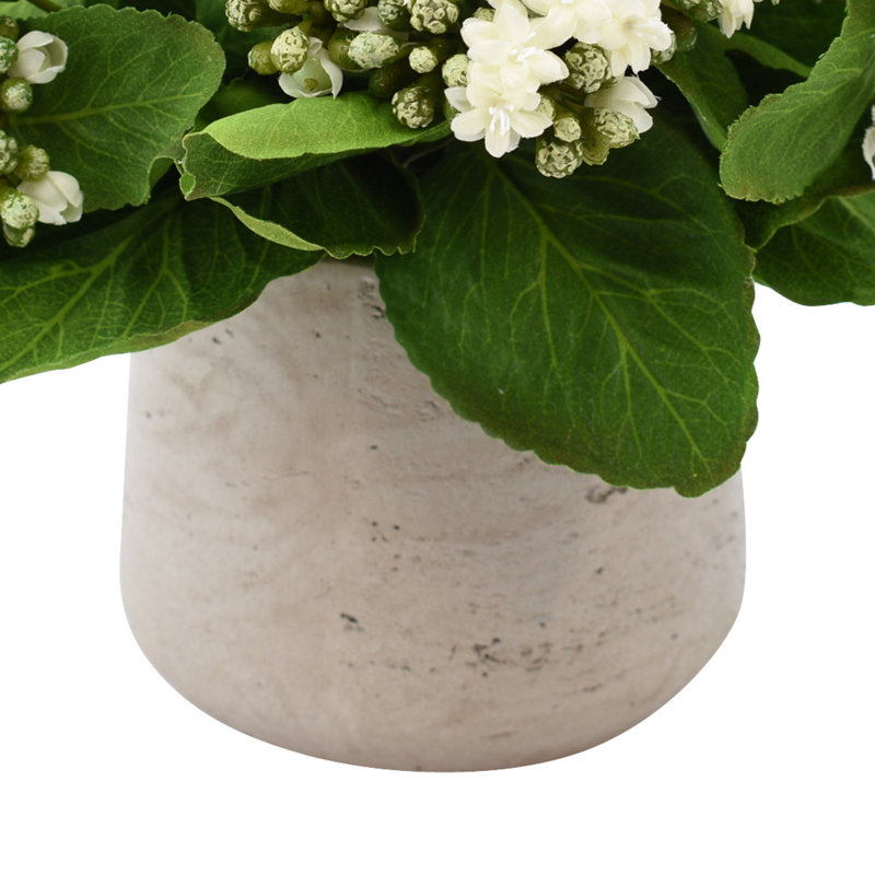 Kalanchoe Arrangement in Fiberstone Pot, White