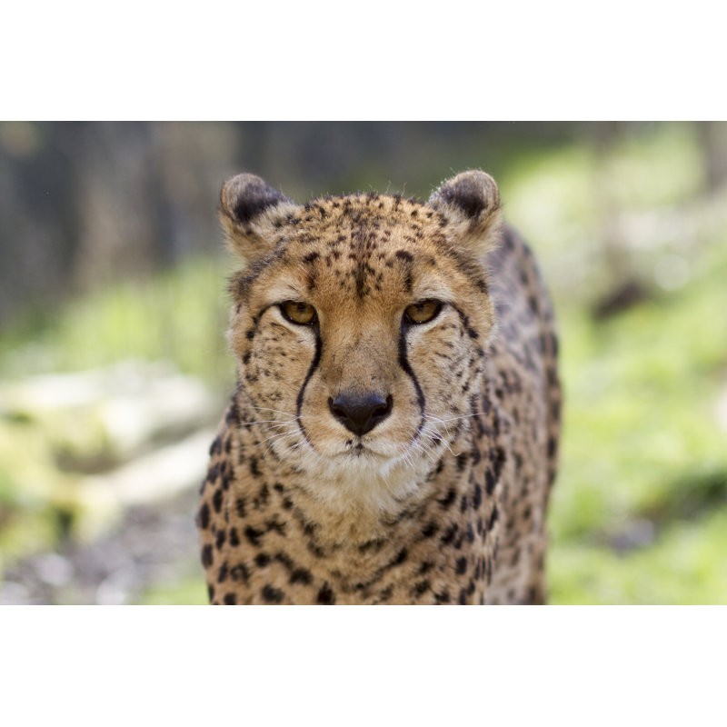 Portrait de guépard - Photographie sur toile tendue, H 8 po x l 12 po