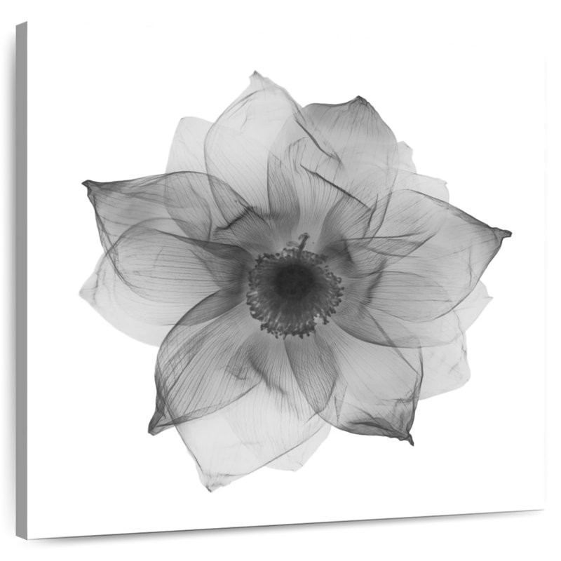 Harnek Lotus Flower X Ray