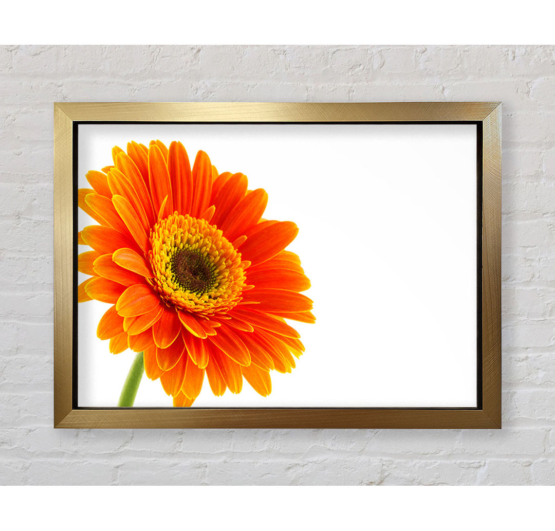 Gorgeous Orange Gerbera - Einzelner Bilderrahmen Kunstdrucke