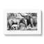 Asian Elephants by John Karst - Wrapped Canvas-55304114