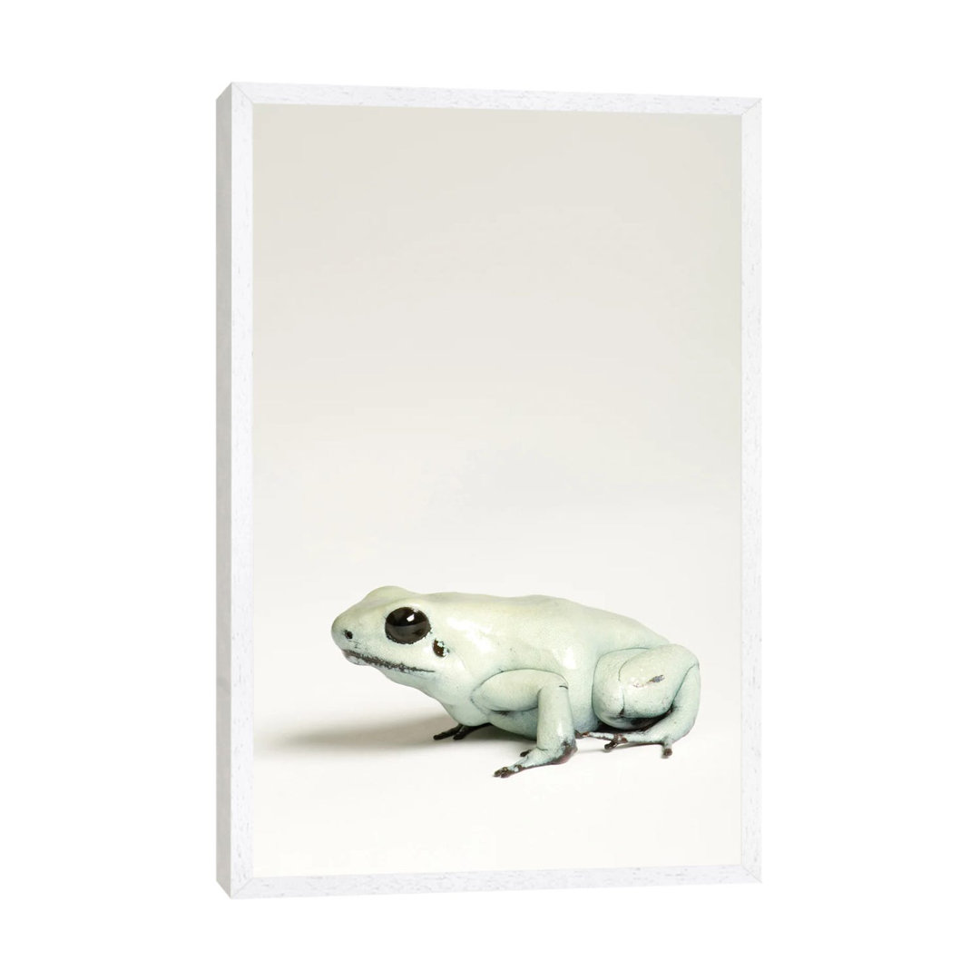 Ein goldener Pfeilgiftfrosch im Rolling Hills Zoo von Joel Sartore - Galerie-umwickelte Leinwand Giclée auf Leinwand