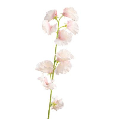 Sweet Pea
