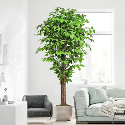 Ficus vert en pot