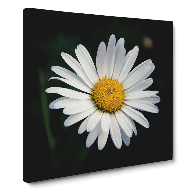 Daisy Photograph - Wrapped Canvas, 50cm H x 50cm W x 3cm D