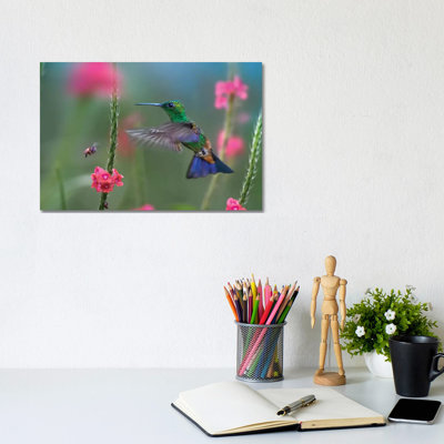 «Copper Rumped Hummingbird» par Tim Fitzharris - reproduction de photo